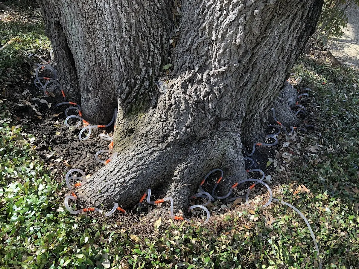 Detailed Tree Cabling and Bracing job site in Astor