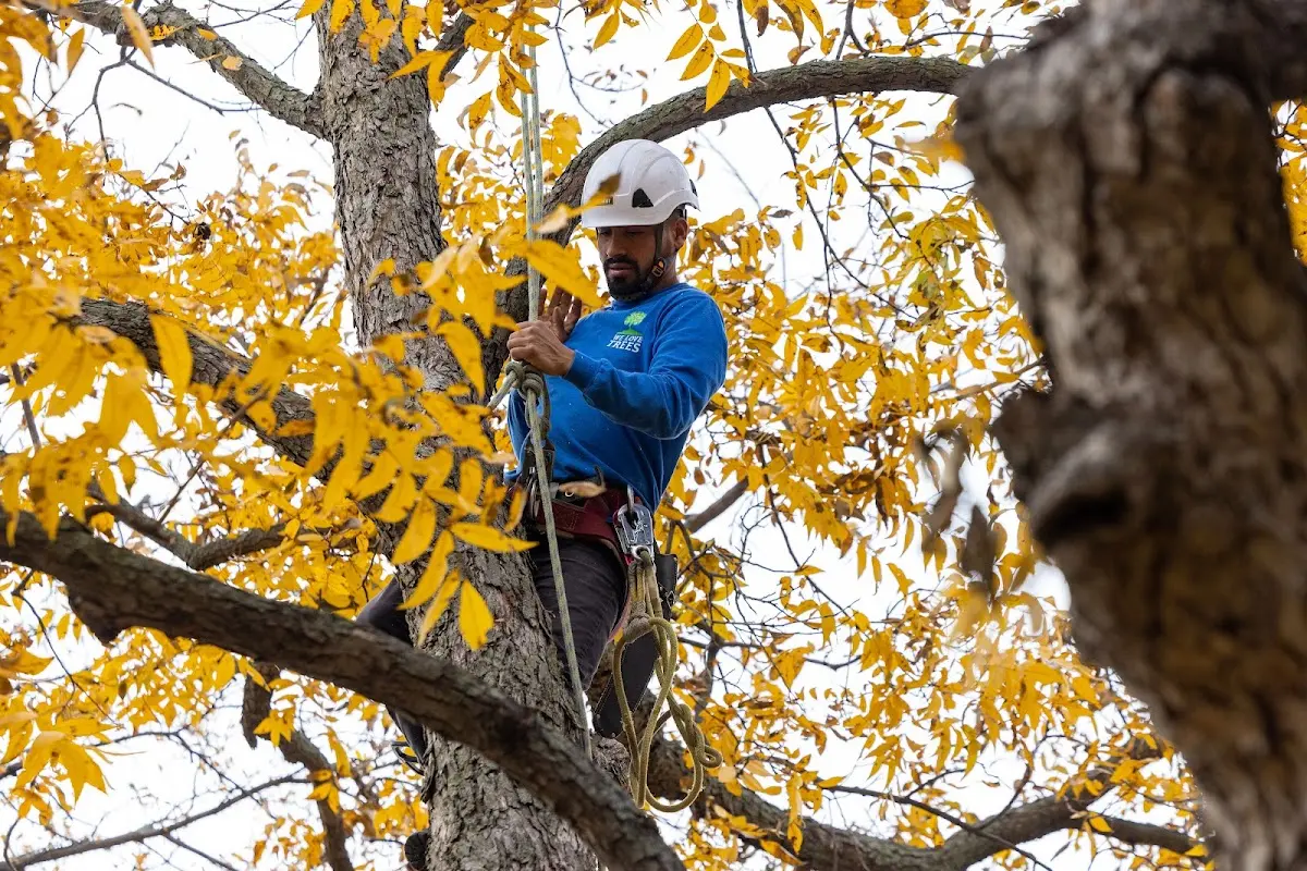 Skilled Tree Trimming crew working in Astor